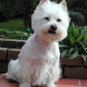 Photo de West highland white terrier