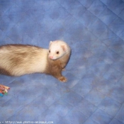 Photo de Furet