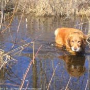 Photo de Golden retriever