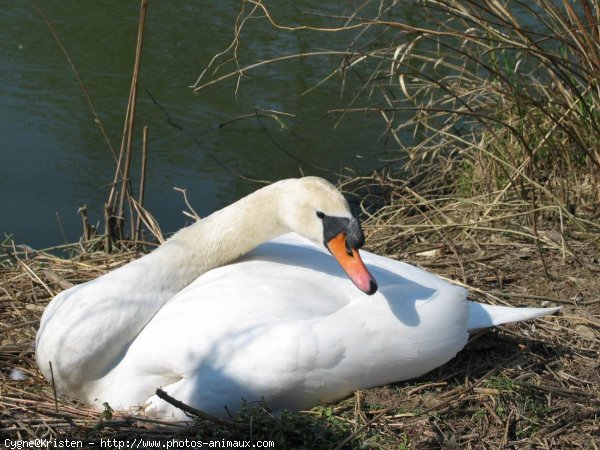 Photo de Cygne