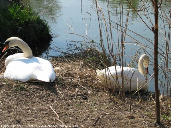 Photo de Cygne