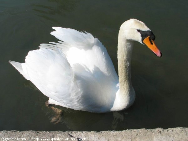 Photo de Cygne