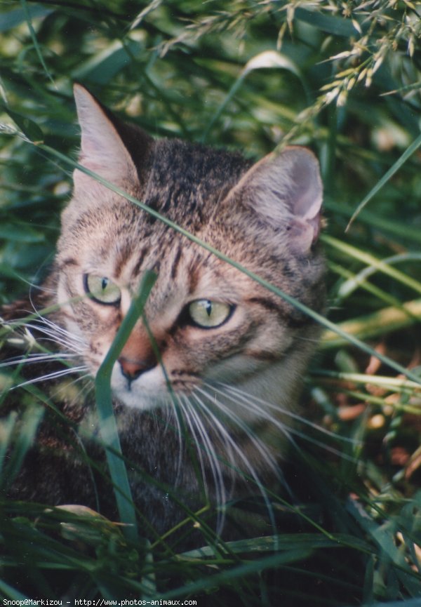 Photo de Chat domestique