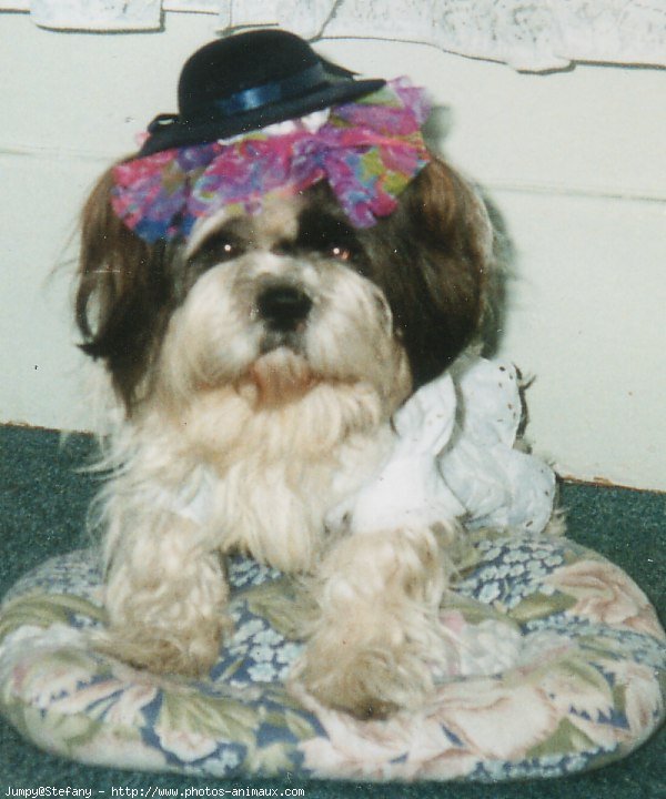 Photo de Shih tzu