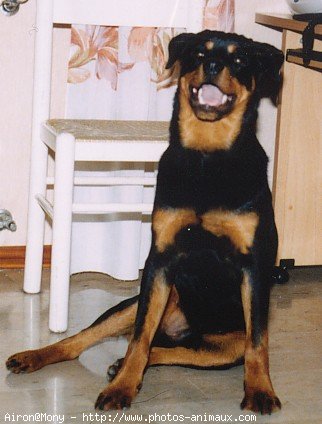 Photo de Rottweiler