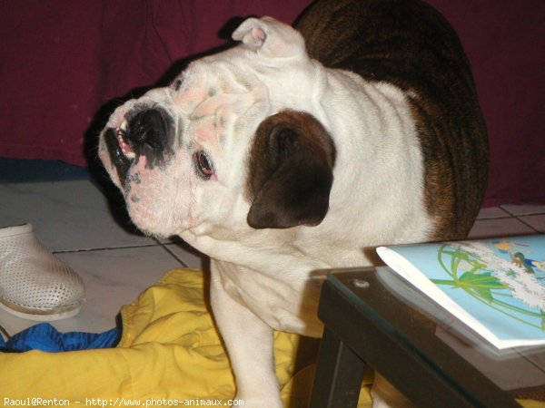 Photo de Bulldog