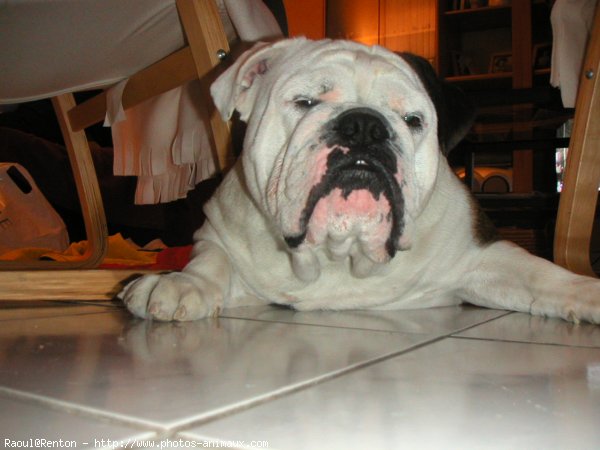 Photo de Bulldog