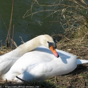 Photo de Cygne