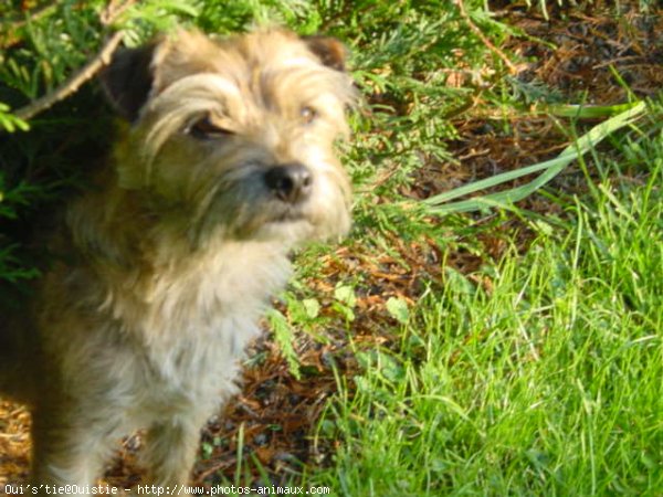 Photo de Border terrier