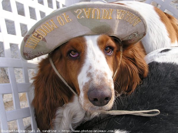 Photo de Basset hound