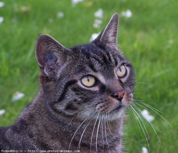 Photo de Chat domestique