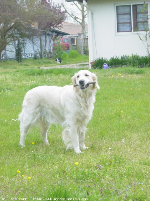 Photo de Golden retriever