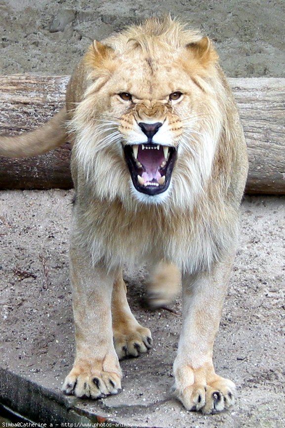 Photo de Lion