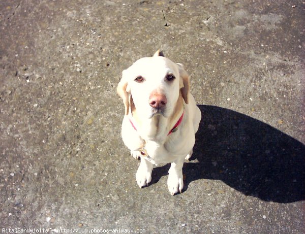 Photo de Labrador retriever