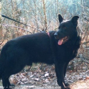 Photo de Berger allemand  poil court