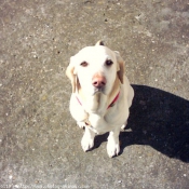 Photo de Labrador retriever