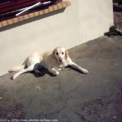 Photo de Labrador retriever