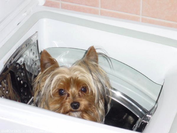 Photo de Yorkshire terrier