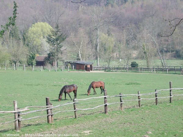 Photo de Races diffrentes