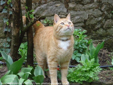 Photo de Chat domestique