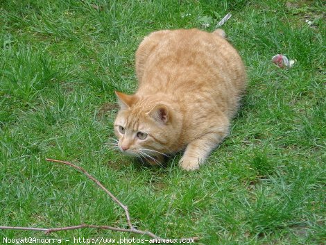 Photo de Chat domestique