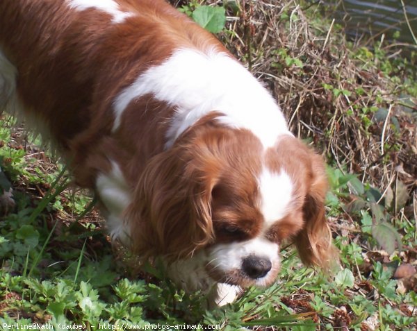 Photo de Cavalier king charles spaniel