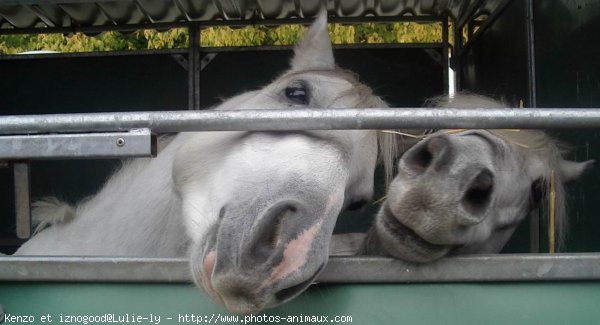 Photo de Poney franais de selle