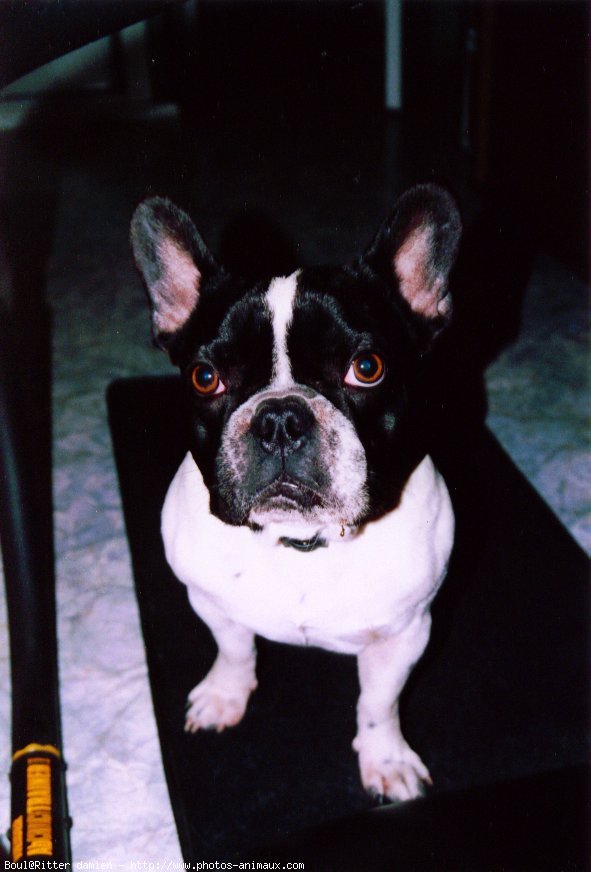 Photo de Bouledogue franais