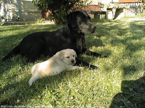 Photo de Labrador retriever