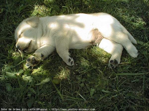 Photo de Labrador retriever