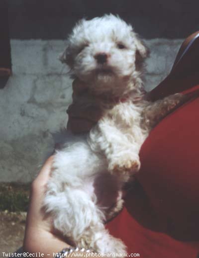 Photo de Coton de tulear