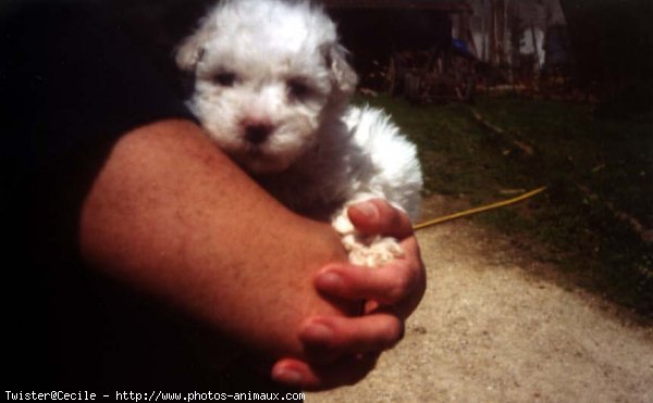 Photo de Coton de tulear