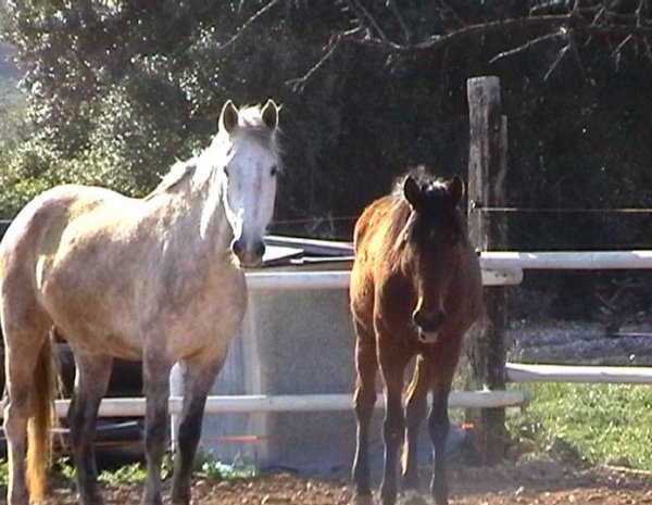 Photo de Races diffrentes