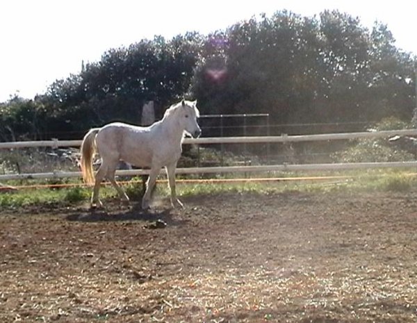 Photo de Camargue