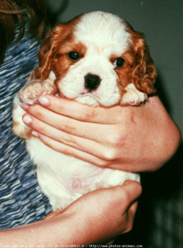 Photo de Cavalier king charles spaniel