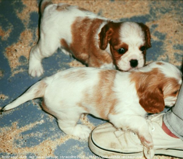 Photo de Cavalier king charles spaniel