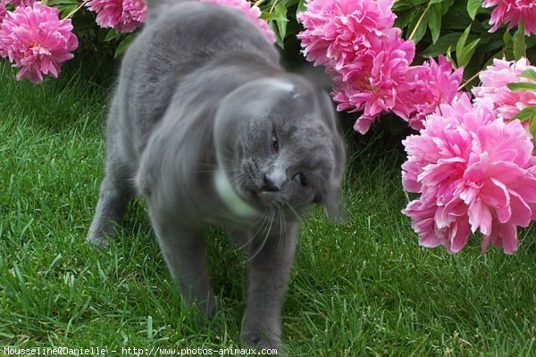 Photo de Chartreux