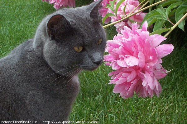 Photo de Chartreux