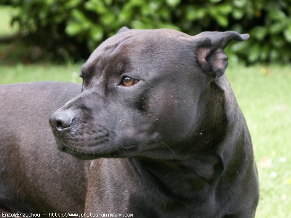 Photo d'American staffordshire terrier