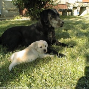 Photo de Labrador retriever