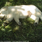 Photo de Labrador retriever