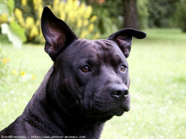 Photo d'American staffordshire terrier