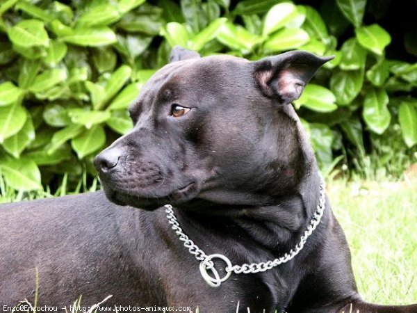 Photo d'American staffordshire terrier