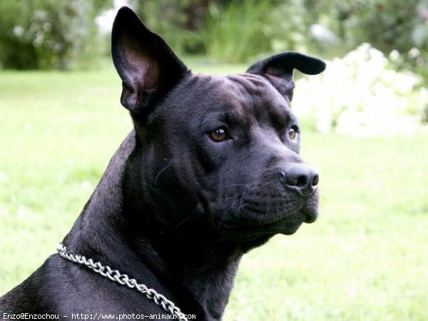 Photo d'American staffordshire terrier