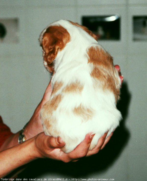 Photo de Cavalier king charles spaniel