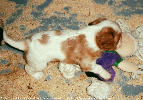 Photo de Cavalier king charles spaniel