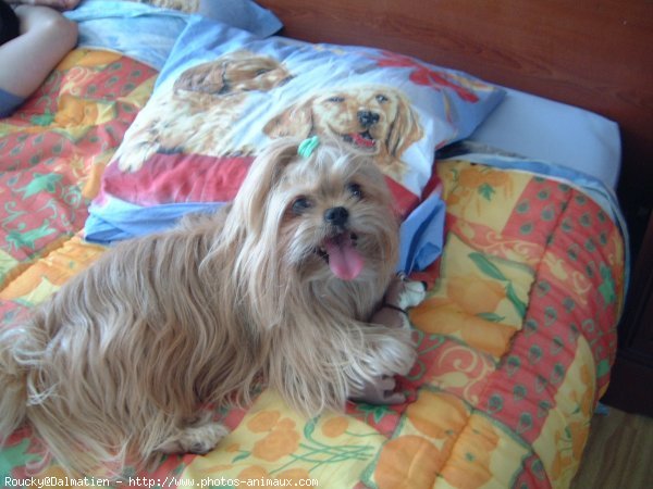 Photo de Shih tzu