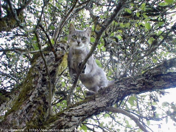 Photo de Chat domestique