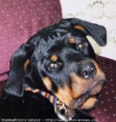 Photo de Rottweiler