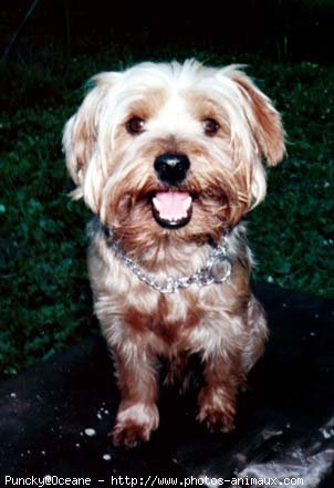 Photo de Yorkshire terrier